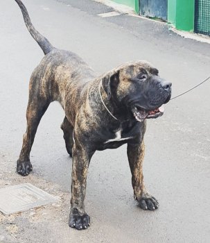ERKO DE GAROEBULLDOG