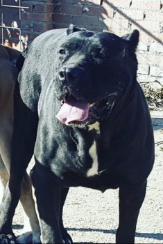 FREIA DE KING ZULU