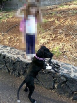 ARAYA DE PERRO DE LA TIERRA