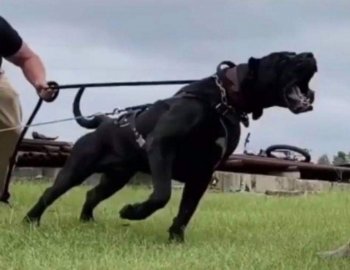BUCOVINA WORKING DOGS CERBERUS D VARRO