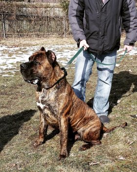BEARCLAWS BANE JR
