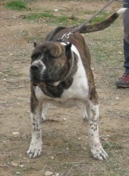 KRUGER DE IRON BULL
