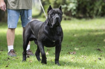 D&AMP;GS NERO
