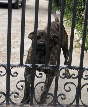 KIRO DE KING ZULU