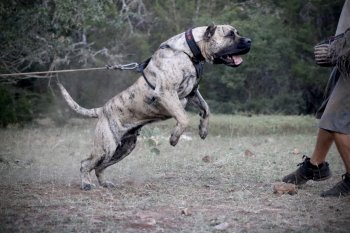 DUKE DE PRESAMANIA