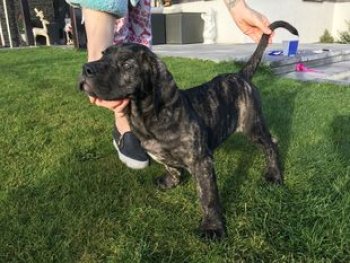ARELA HERMOSO PERRO DE ZUMIS