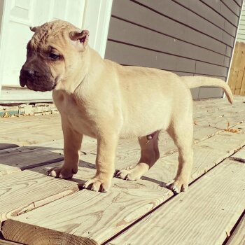 ONLY THE FAMILY KENNELS STACKZ