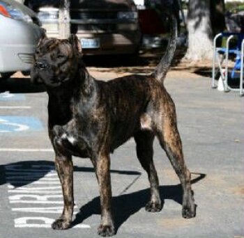 OAKLEAF'S VILA DE IRON PRESS KENNEL