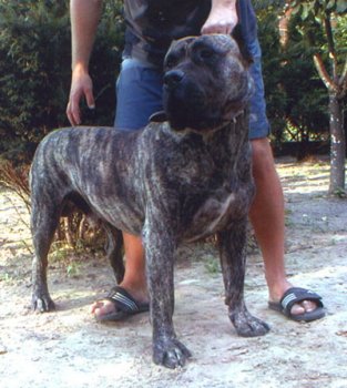 LOCO XANTI LAND