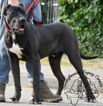 PACHO TRANSYLVANIAN LEGACY CANARIO
