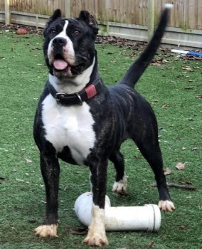 KALI