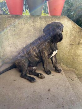PAOLO DE LA HUELLA DEL PRESA CANARIO