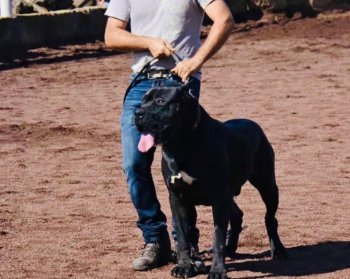 REX DE TIBICENAS