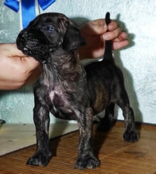 IVY-LURIA ARDOR BULL