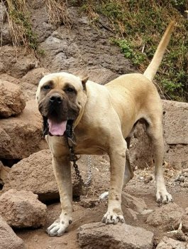 ROKE (ROQUE)