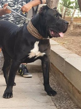 KIARA DE ANAGA KENNEL