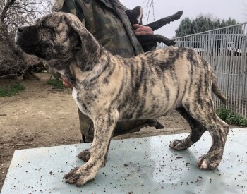 ELI (CAYETANA) DE KING ZULU