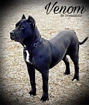 VENOM DE PRESAHOLIC