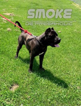 SMOKE DE PRESAHOLIC