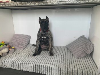 ESTRELA PERRO LOCO DE HIERRO