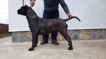 CABA