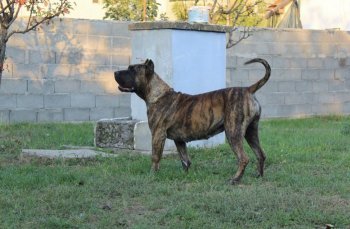 ABHIRATI TIRKE BULL