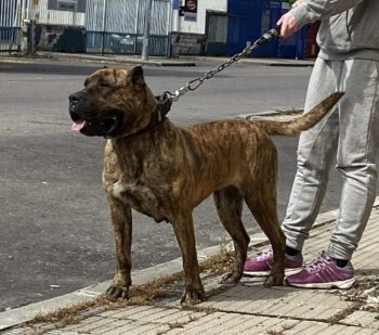 TIGRE DE MATANZA