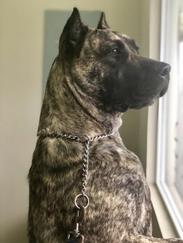 CLEOPATRA DE PRESA BOSS
