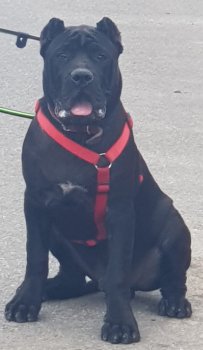 ANUBIS PRESA DE GUERRA KENNEL