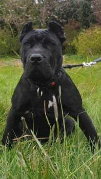 HERA