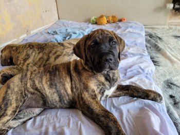 DELILAH DE LOS BOSS MALUCOS