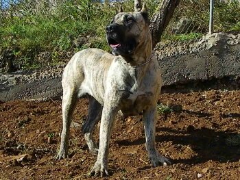 LA LOLA DE CRISDOCO