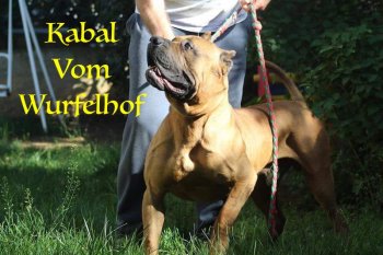 KABAL VOM WUERFELHOF