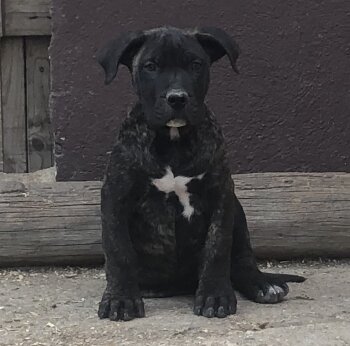 MANOLO DE KING ZULU