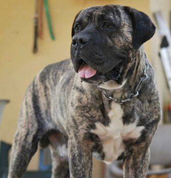 AKON DE VALACHIA DOG