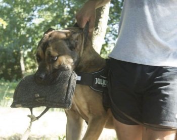 MOLLY DE SPARTA WILDBOYZ