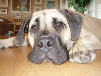EXCALIBUR DOG EYE'S (ROCKY)