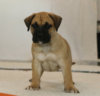 OAKLEY DE CABEZA GRANDE