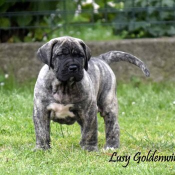 LUSY GOLDENWINGS