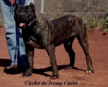 CUCHO DE IREMA CURTO