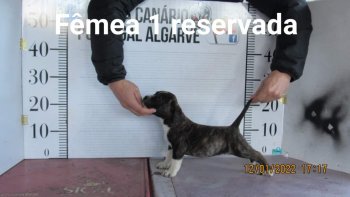 GIPSY DE CASA CAMARINHA