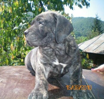 AMOS DE CORDOGCAN