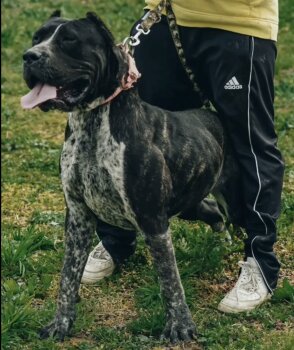 MUXIMA DE SPARTA WILDBOYZ