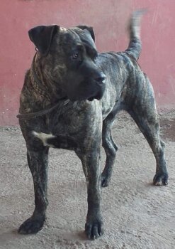 SOMBRA DE GLADIATOR CANARIO