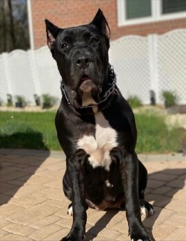 SAPHIRE DE PCRP KENNEL
