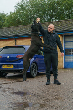SHADOW PANTHER