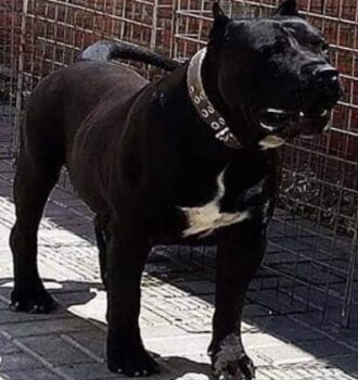 YACO DE IREMA CURTO