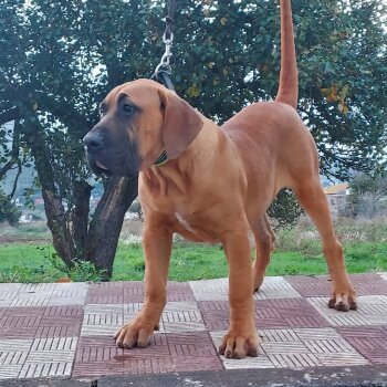 BORJE DE CRISDOCO