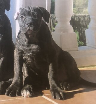 NORA DE KING ZULU