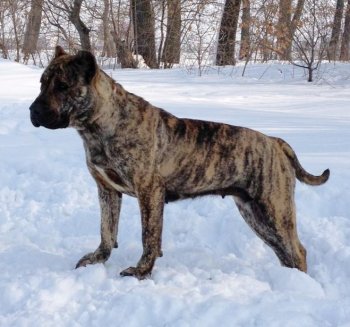 SONIA DOG PUR